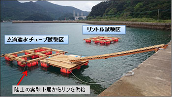 新上五島町内の現場海域に設置した実験筏