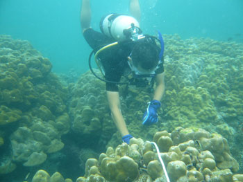 サンゴ礁上にラインを引き、50cm間隔に写真を撮っていく。