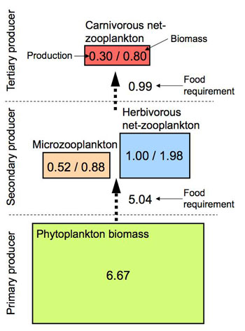 ティオマン島のサンゴ礁におけるプランクトン群集内の炭素フロー<br />(Nakajima
2009)